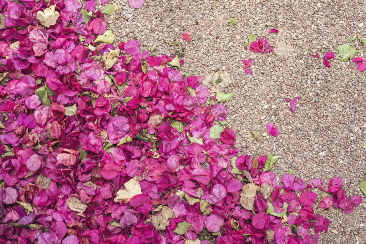 Flower Petals Background Free Stock Photo