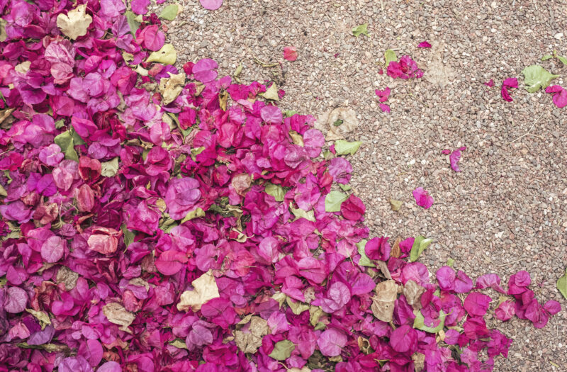 Flower Petals Background Free Stock Photo