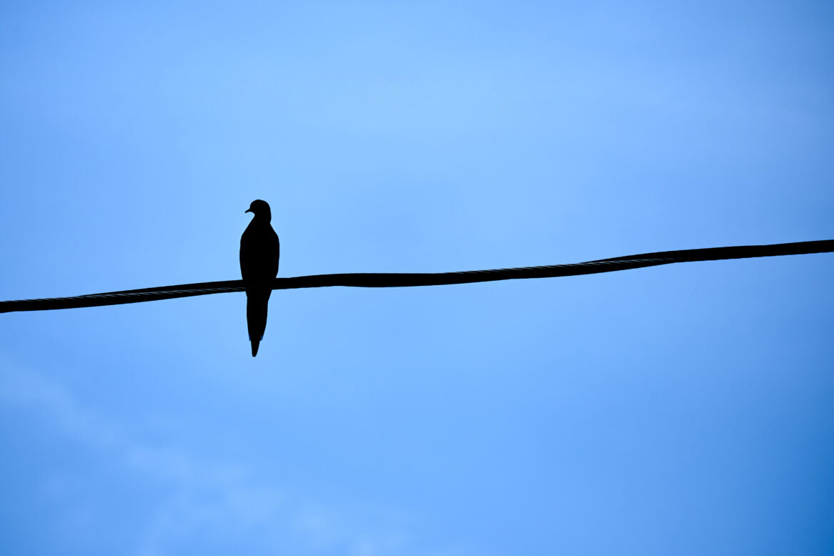 Bird on a Wire Free Stock Photo
