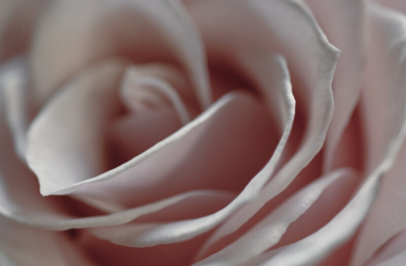 Rose Flower Background Free Stock Photo