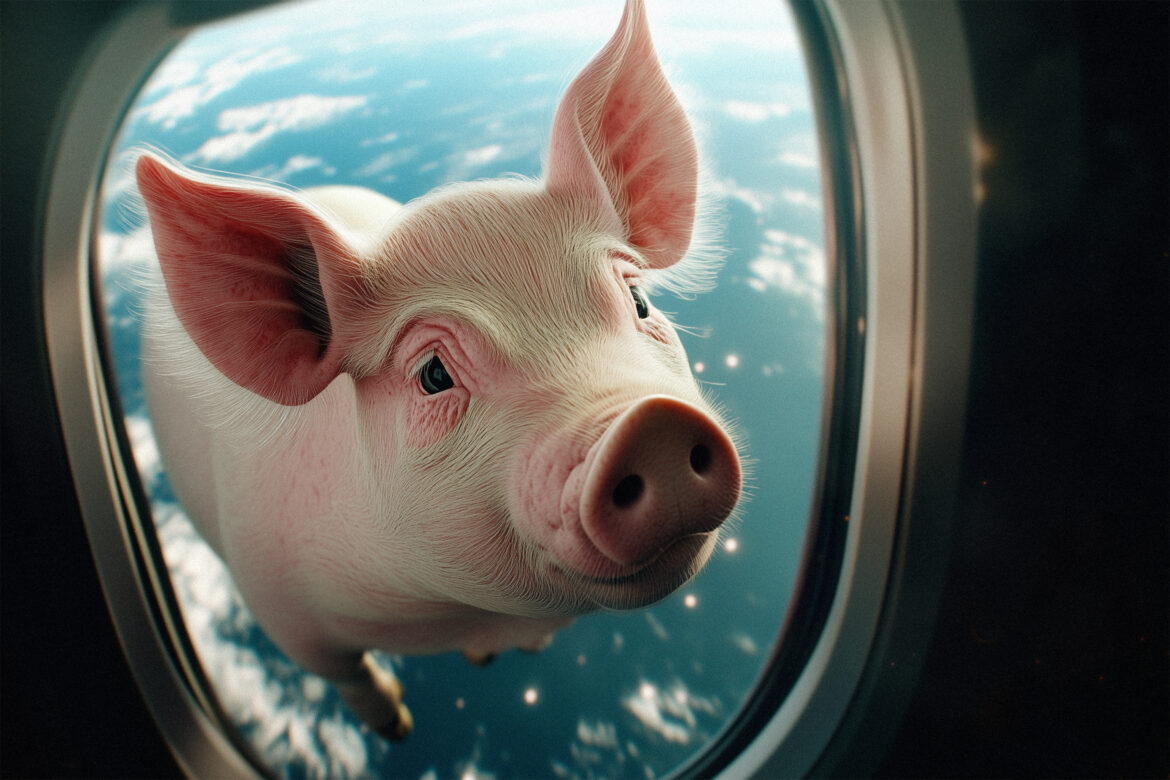 When Pigs Fly Free Stock Photo